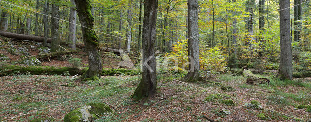 Wildnisgebiet Dürrenstein