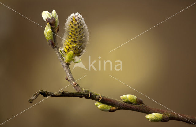 Willow (Salix)