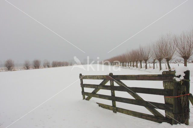 Willow (Salix)