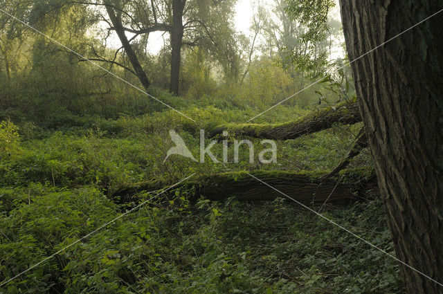 Willow (Salix)