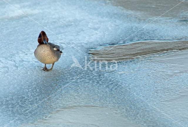 Wintertaling (Anas crecca)