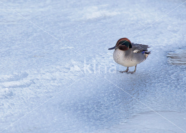 Wintertaling (Anas crecca)