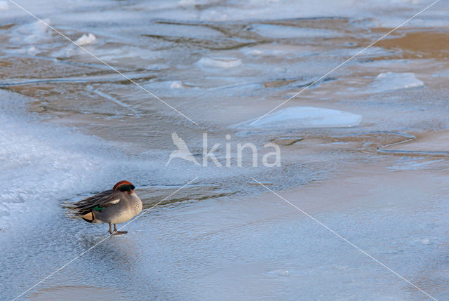 Wintertaling (Anas crecca)