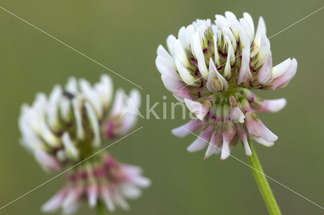 Witte klaver (Trifolium repens)