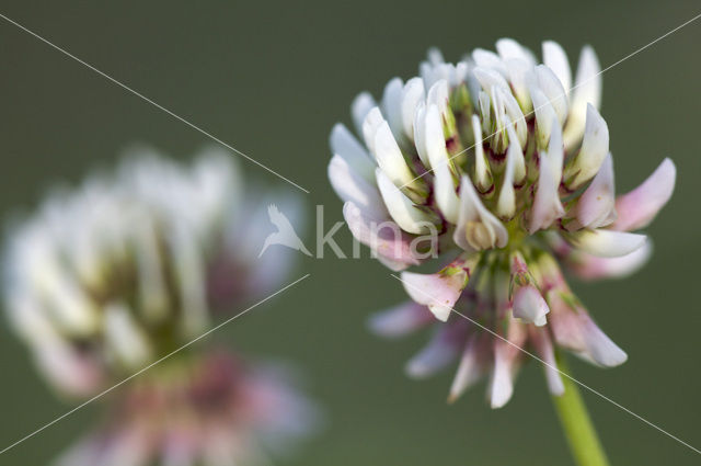 Witte klaver (Trifolium repens)