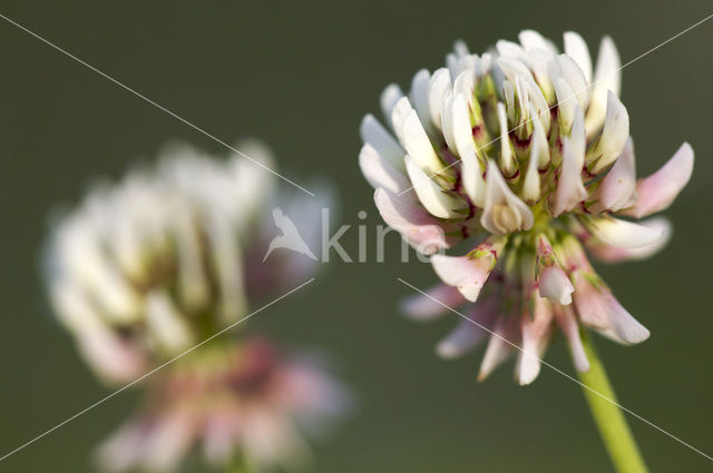 Witte klaver (Trifolium repens)
