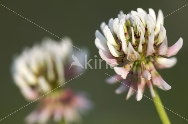 White Clover