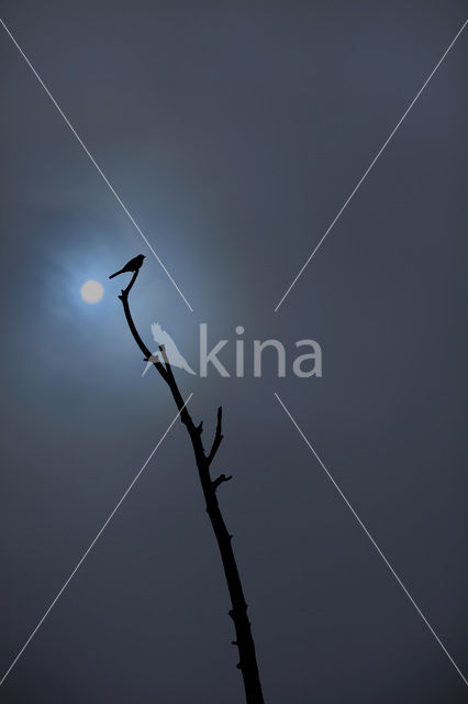 White Wagtail (Motacilla alba)