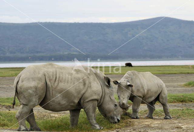 Witte neushoorn