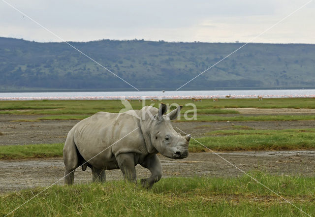 Witte neushoorn