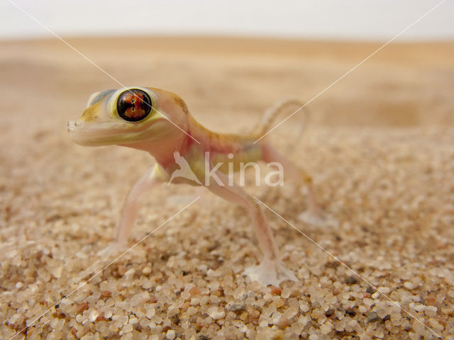 Palmatogecko rangei