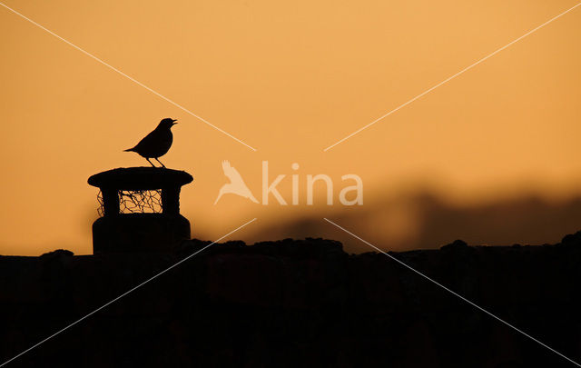 Song Thrush (Turdus philomelos)