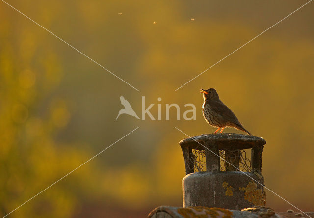 Zanglijster (Turdus philomelos)