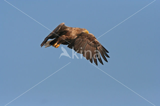 White-tailed Sea Eagle (Haliaeetus albicilla)
