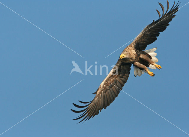 Zeearend (Haliaeetus albicilla)