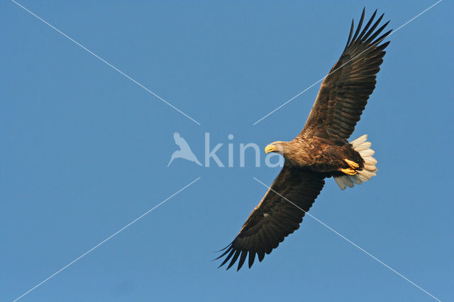 Zeearend (Haliaeetus albicilla)