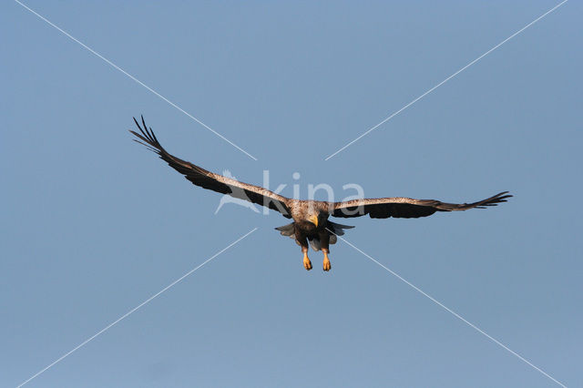 Zeearend (Haliaeetus albicilla)