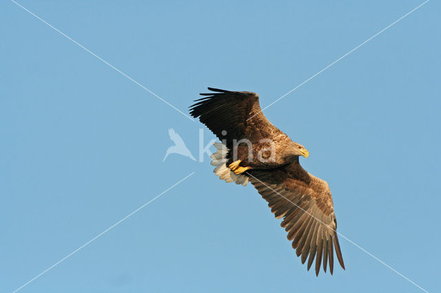 Zeearend (Haliaeetus albicilla)