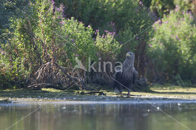 Zeearend (Haliaeetus albicilla)