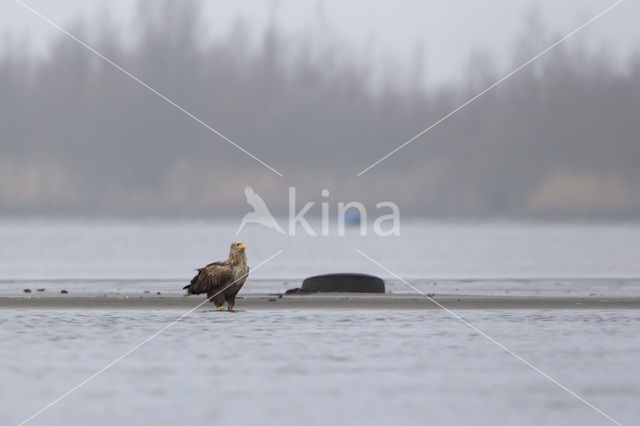 Zeearend (Haliaeetus albicilla)