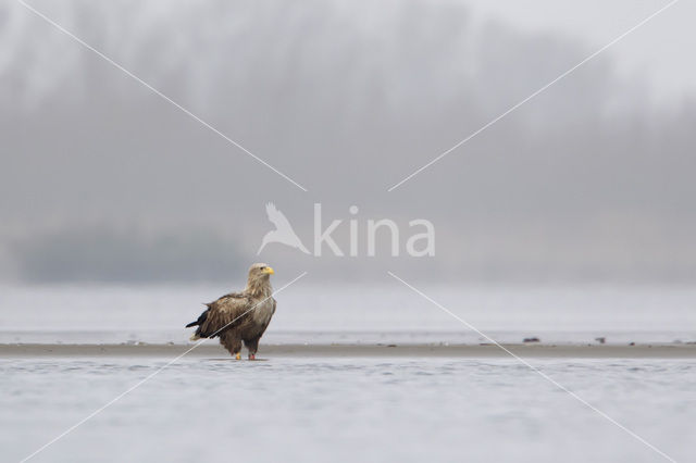 White-tailed Sea Eagle (Haliaeetus albicilla)