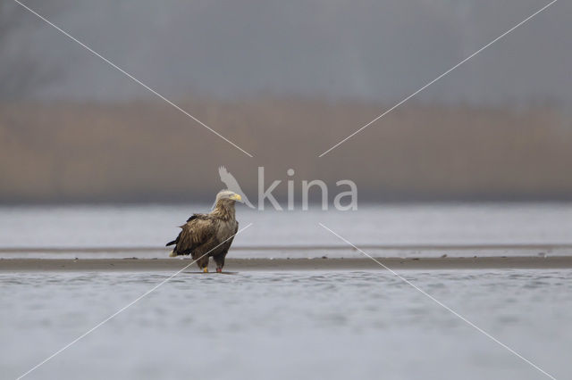 Zeearend (Haliaeetus albicilla)