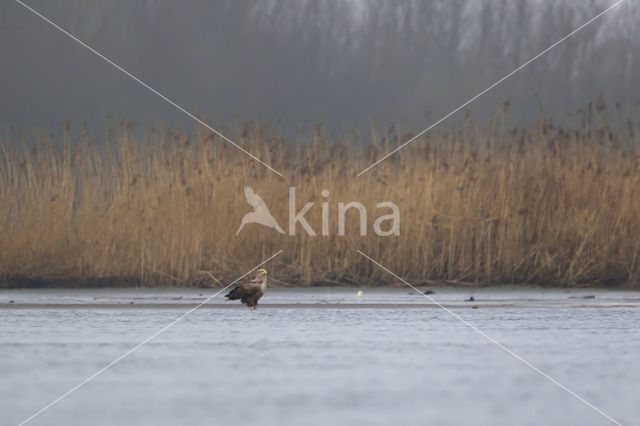 White-tailed Sea Eagle (Haliaeetus albicilla)