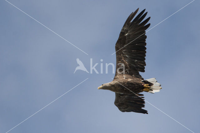 Zeearend (Haliaeetus albicilla)