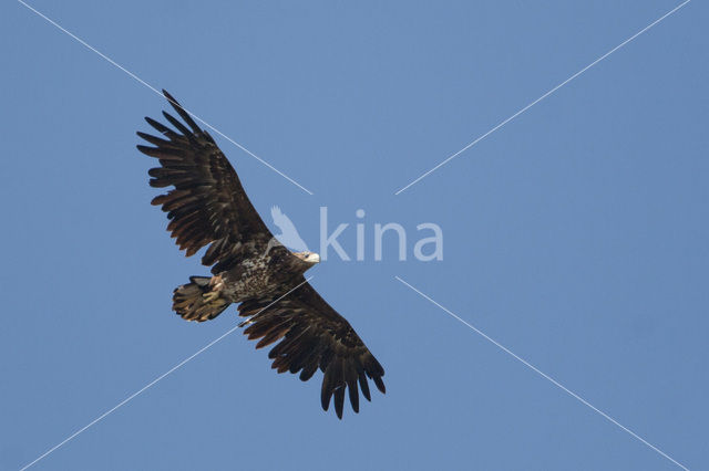 Zeearend (Haliaeetus albicilla)