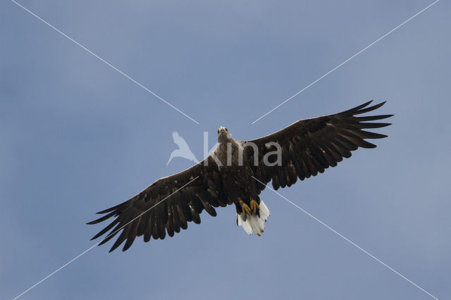 White-tailed Sea Eagle (Haliaeetus albicilla)