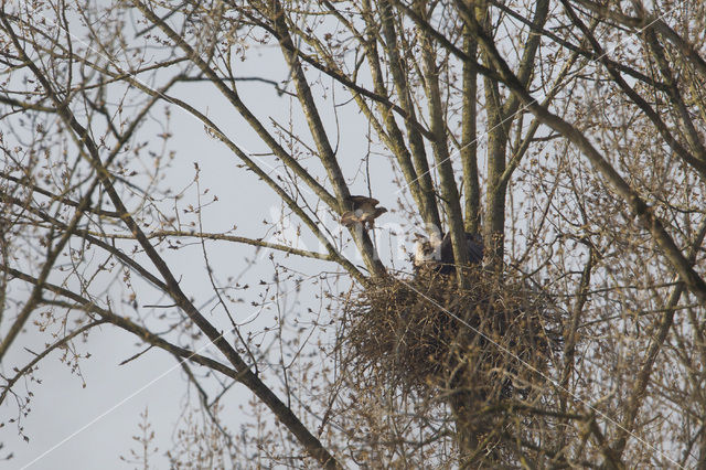 White-tailed Sea Eagle (Haliaeetus albicilla)