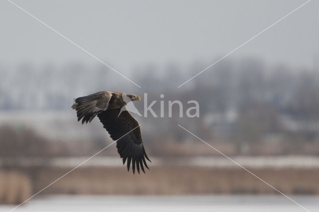 Zeearend (Haliaeetus albicilla)