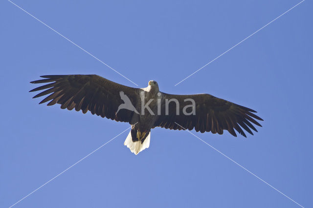 Zeearend (Haliaeetus albicilla)