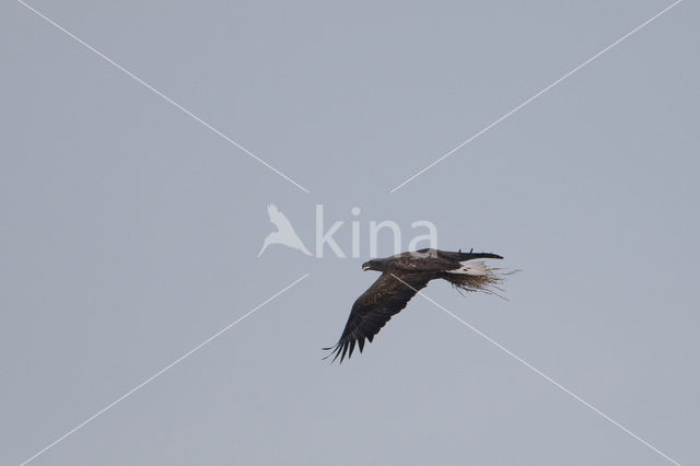 White-tailed Sea Eagle (Haliaeetus albicilla)
