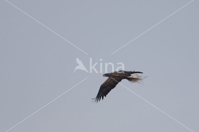 Zeearend (Haliaeetus albicilla)