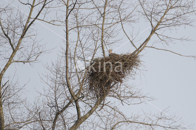 Zeearend (Haliaeetus albicilla)