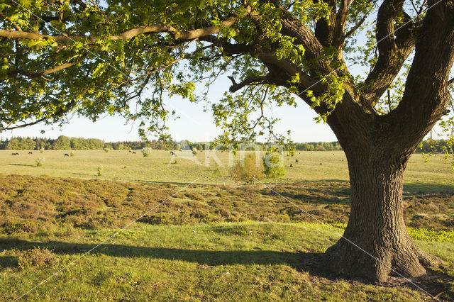 Common Oak