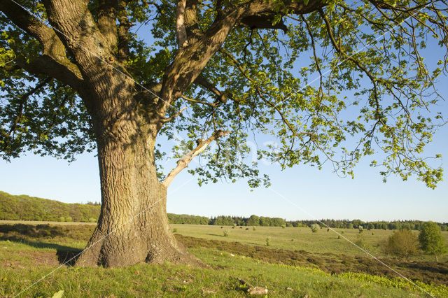 Common Oak