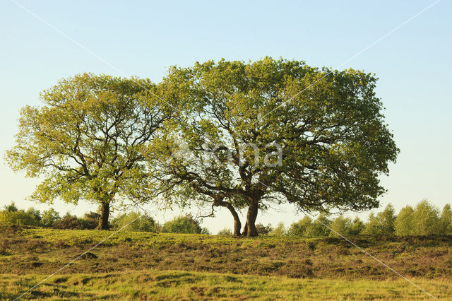 Common Oak