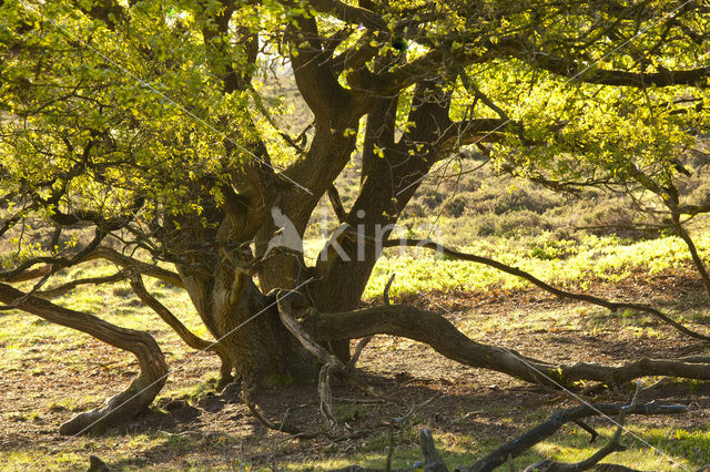 Zomereik (Quercus robur)