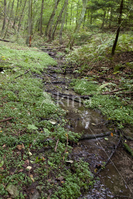 Zuidelijke bronlibel (Cordulegaster bidentata)