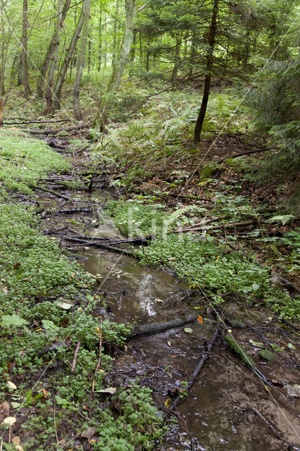 Zuidelijke bronlibel (Cordulegaster bidentata)