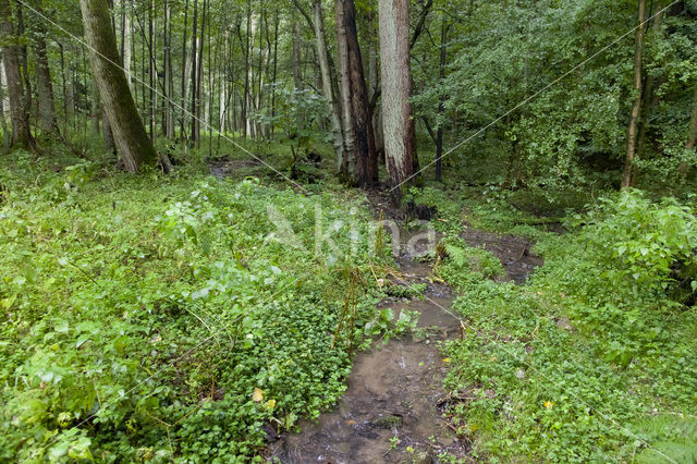 Zuidelijke bronlibel (Cordulegaster bidentata)