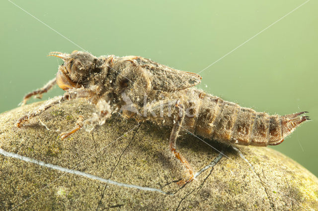 Zuidelijke bronlibel (Cordulegaster bidentata)