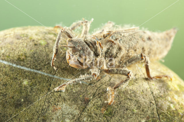 Zuidelijke bronlibel (Cordulegaster bidentata)