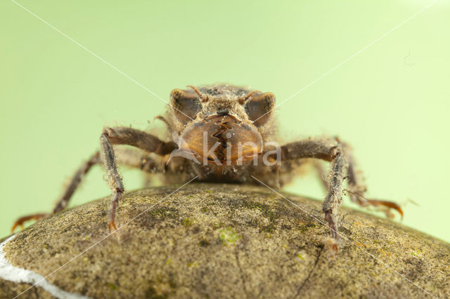 Dragonfly (Cordulegaster bidentata)