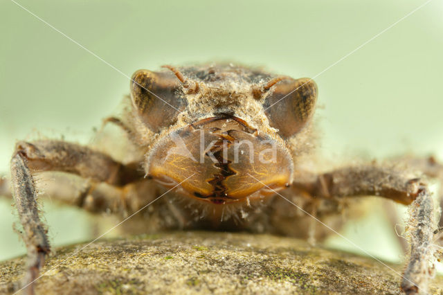 Zuidelijke bronlibel (Cordulegaster bidentata)