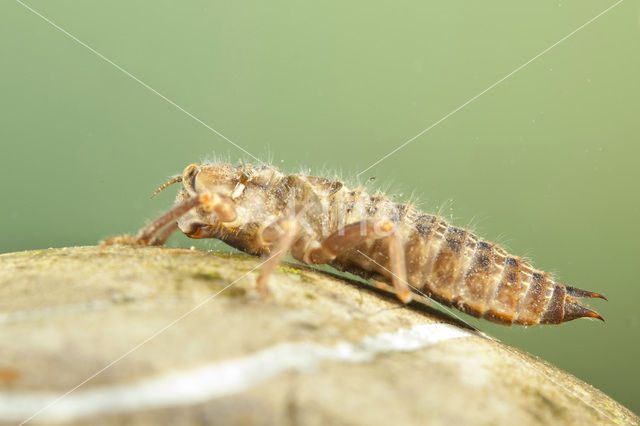 Zuidelijke bronlibel (Cordulegaster bidentata)