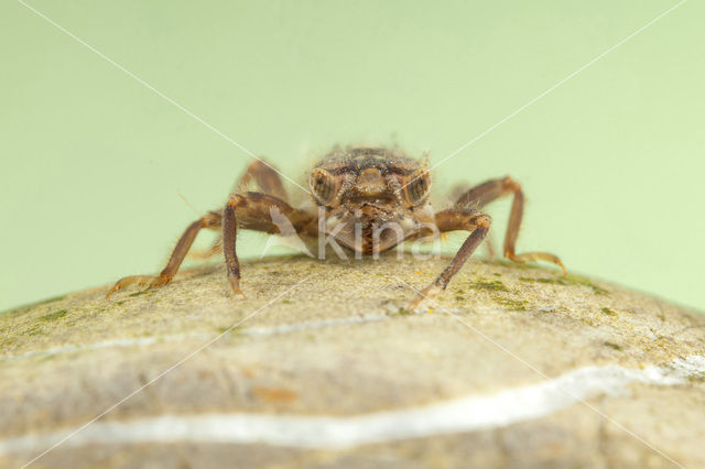 Dragonfly (Cordulegaster bidentata)