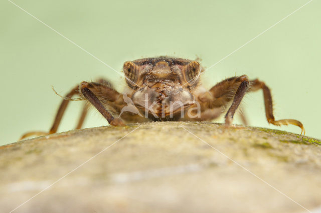 Zuidelijke bronlibel (Cordulegaster bidentata)